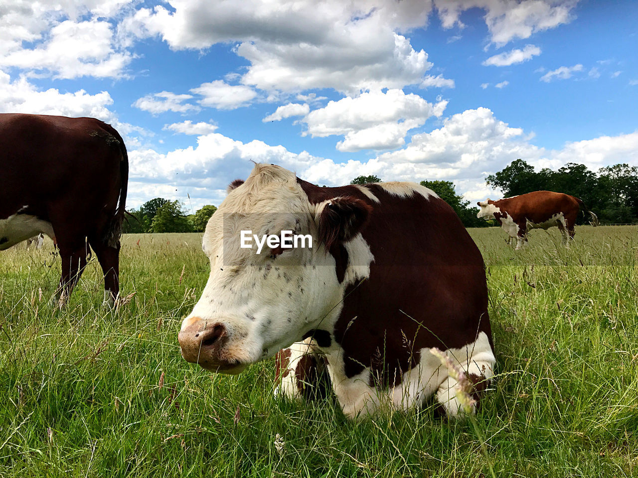 COWS GRAZING ON FIELD