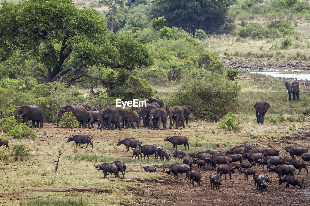 African buffalos and elephants on lakeshore