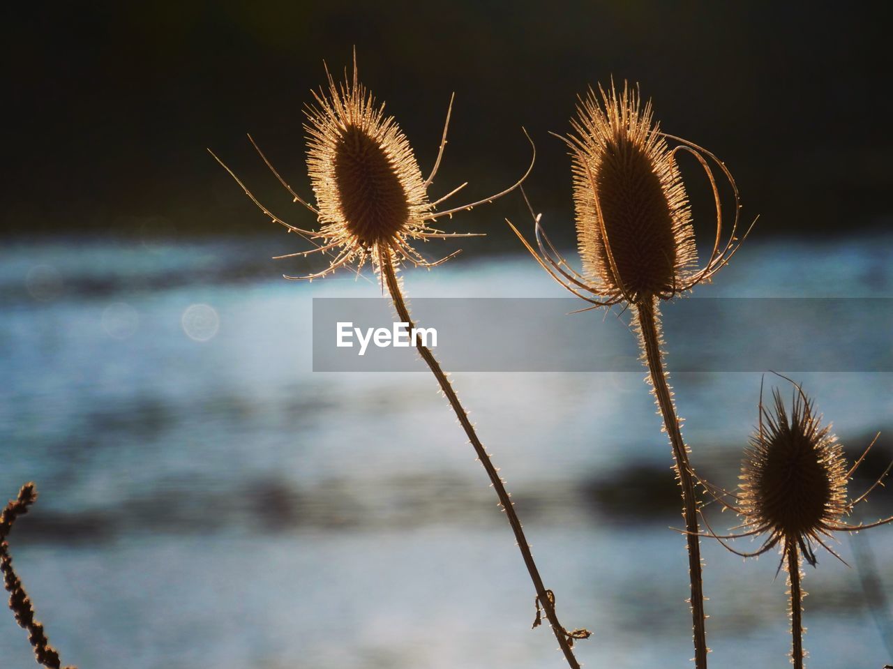 CLOSE-UP OF WILTED PLANT AGAINST SKY