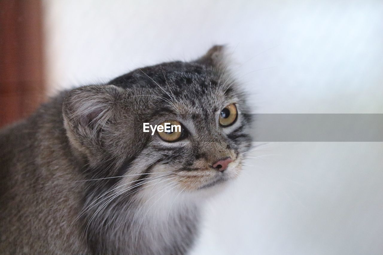 CLOSE-UP OF A CAT LOOKING AWAY