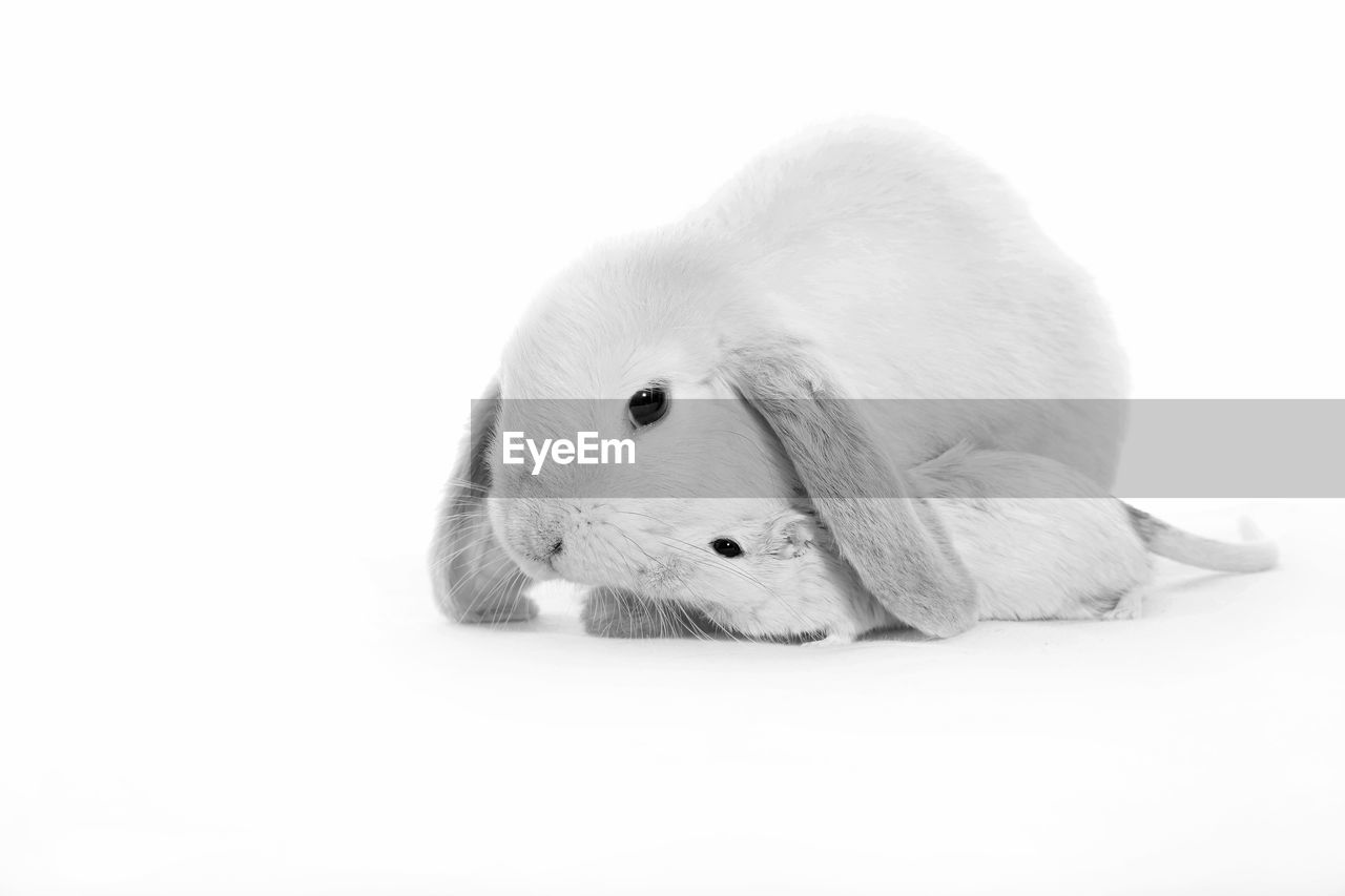 Rabbit and rodent against white background