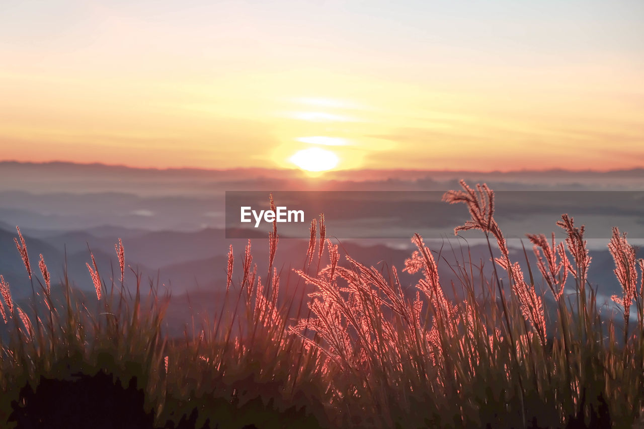 Scenic view of field against sky during sunset