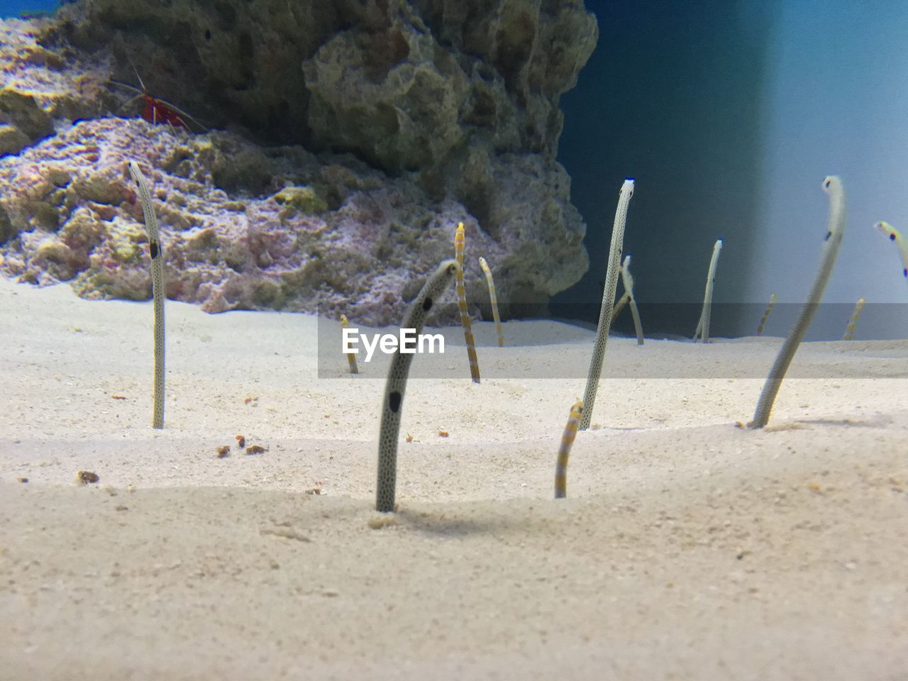 CLOSE-UP OF ANIMAL ON BEACH