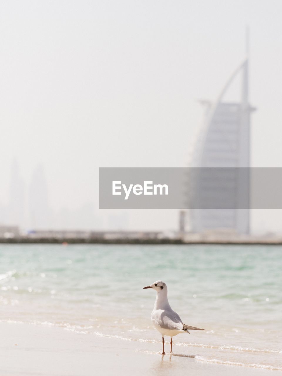 SEAGULL ON BEACH