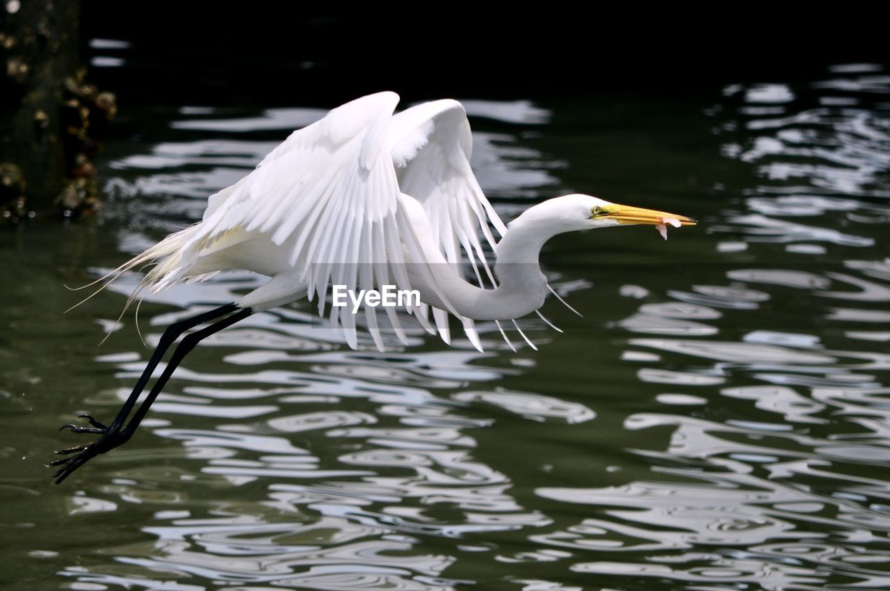 WHITE BIRD FLYING OVER LAKE