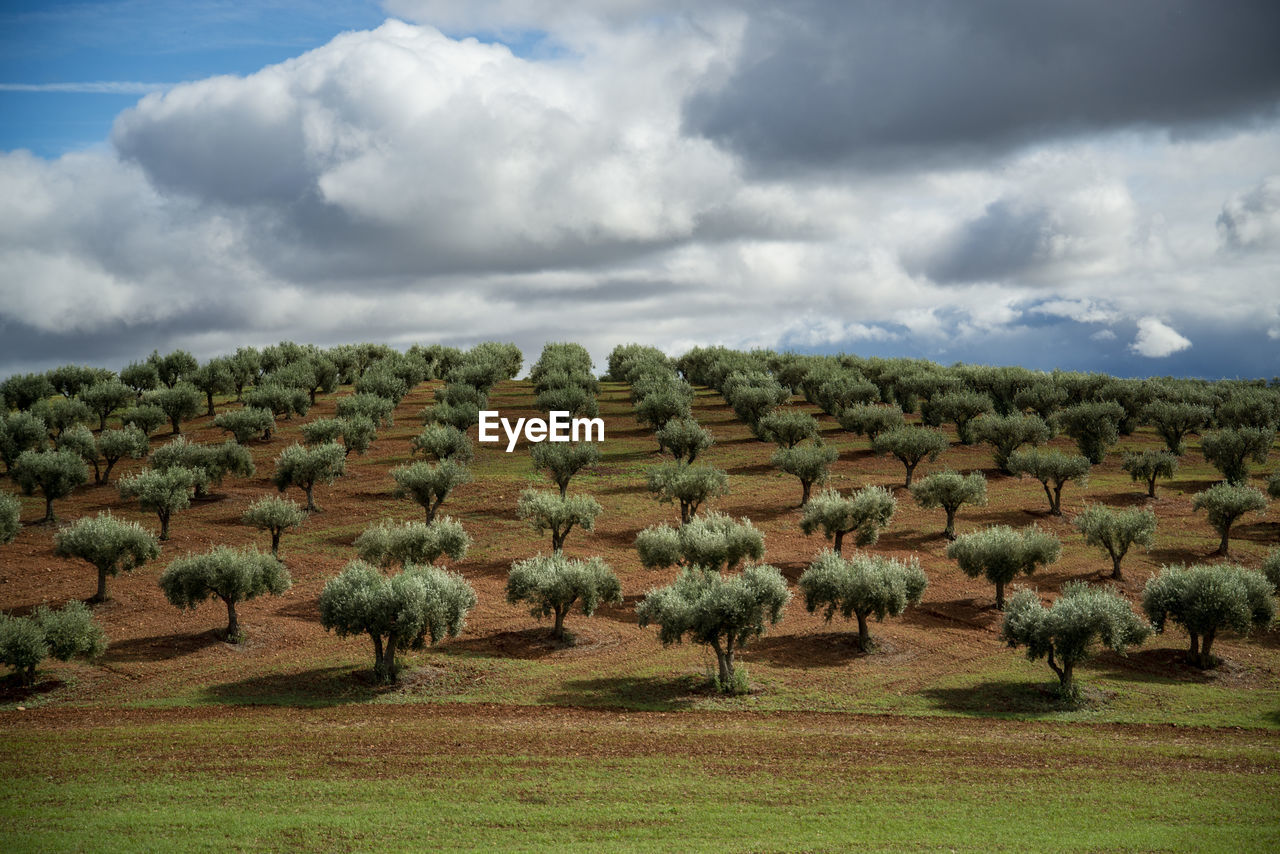 scenic view of agricultural field against cloudy sky