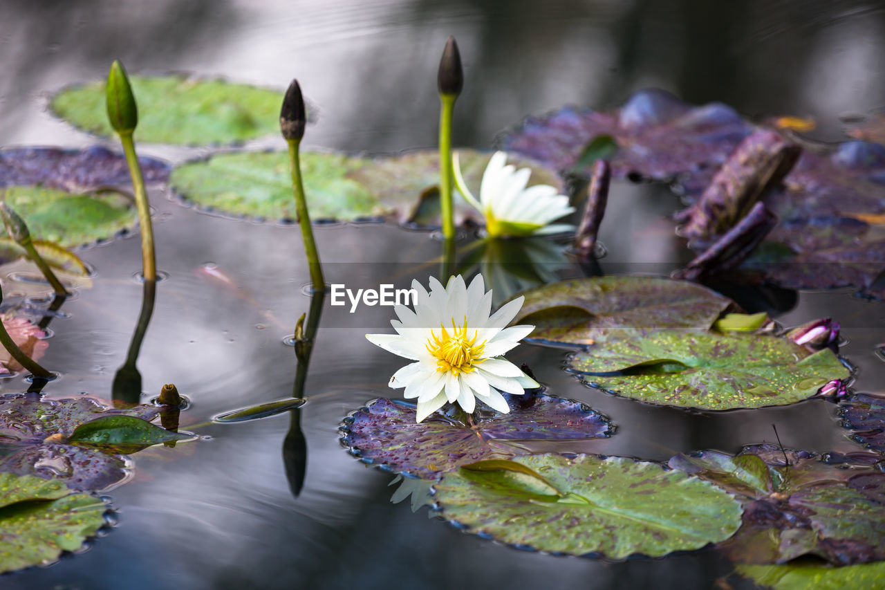 White water lily blooming in lake