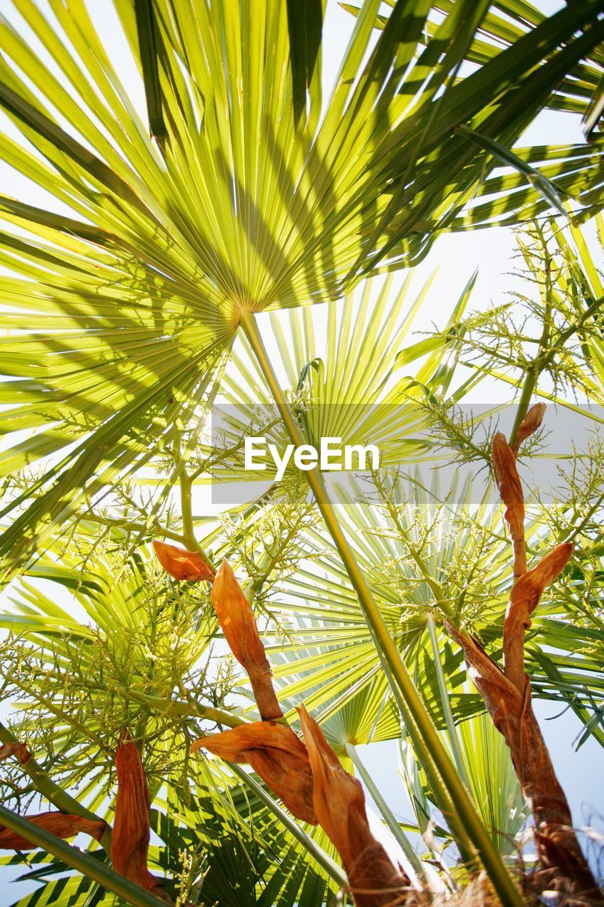 LOW ANGLE VIEW OF PALM LEAVES