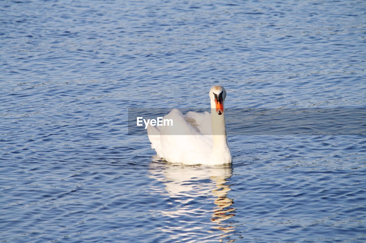 SWAN SWIMMING ON LAKE