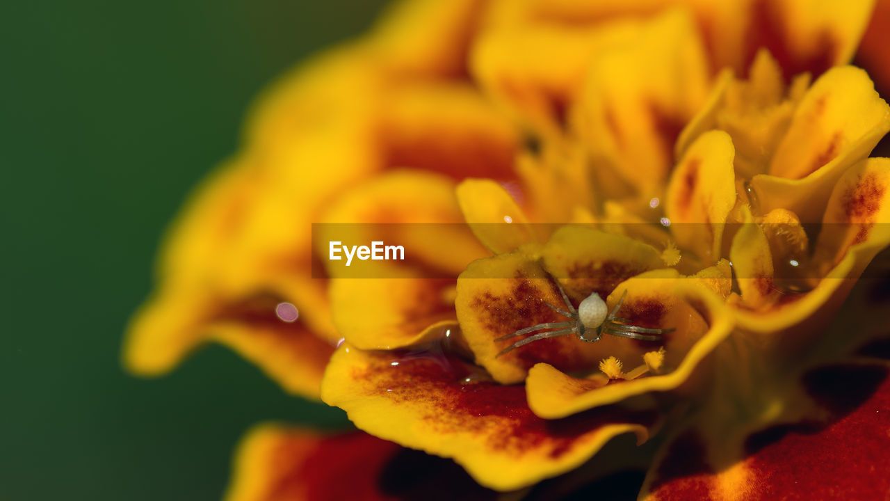 CLOSE-UP OF YELLOW FLOWER