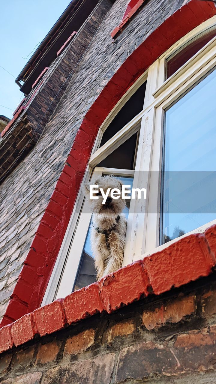 Low angle view of dog in a window 