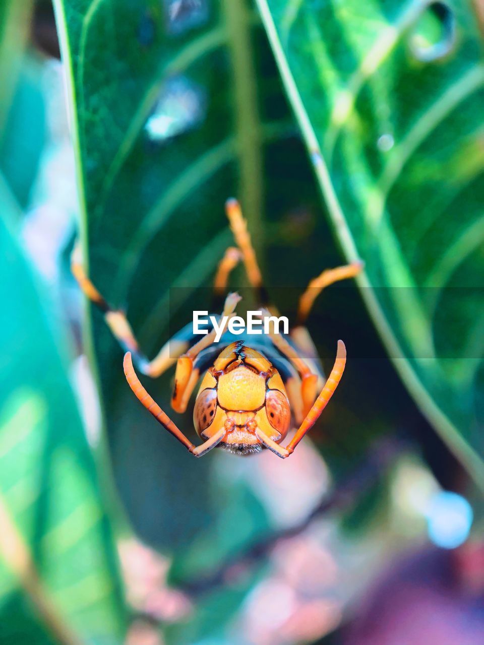 CLOSE-UP OF INSECT ON GREEN LEAF