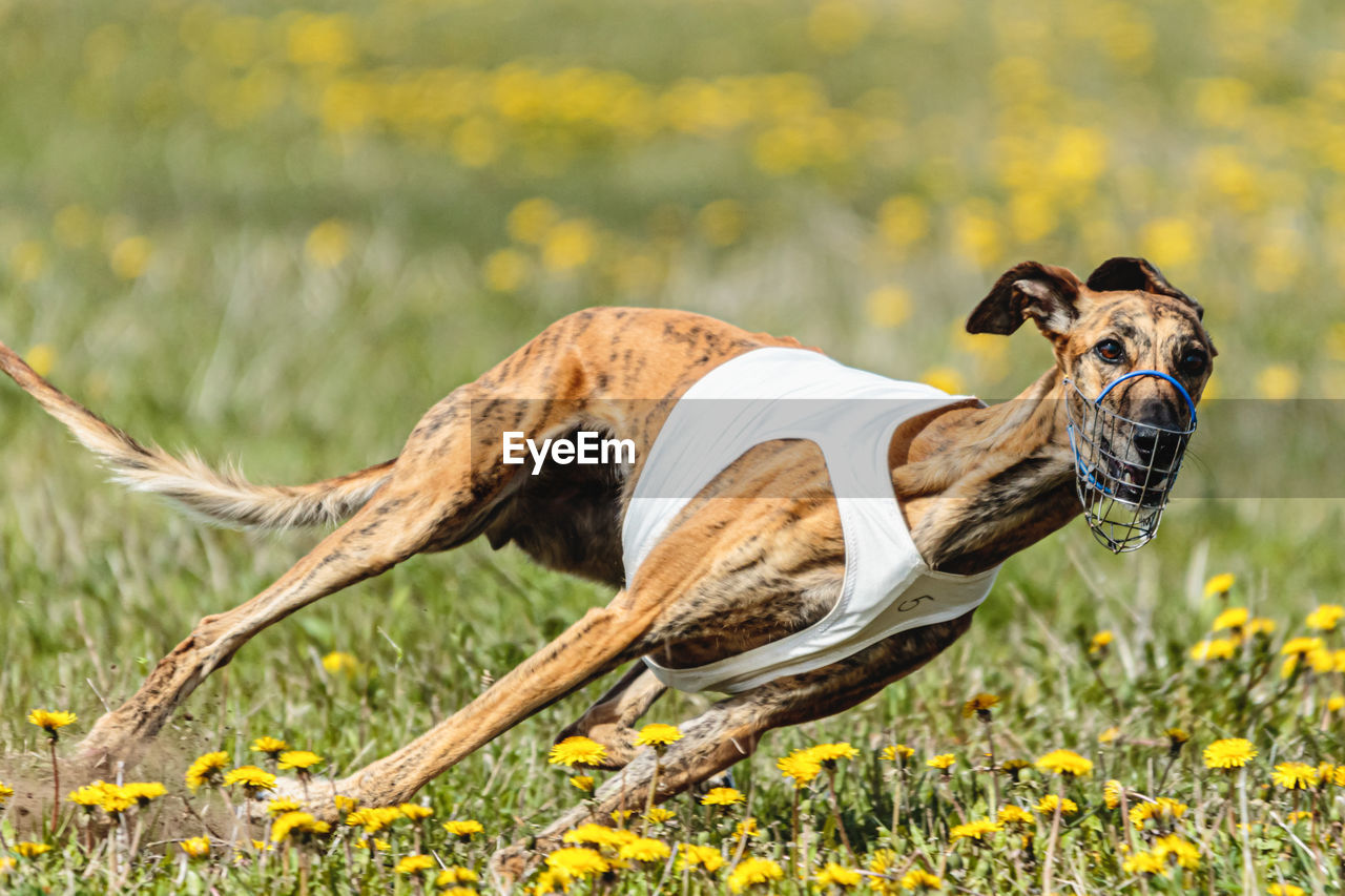 Greyhound dog in white shirt running and chasing lure in the field in summer