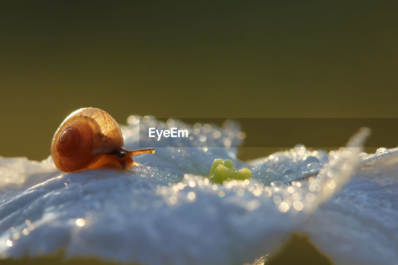 close-up of snail on leaf
