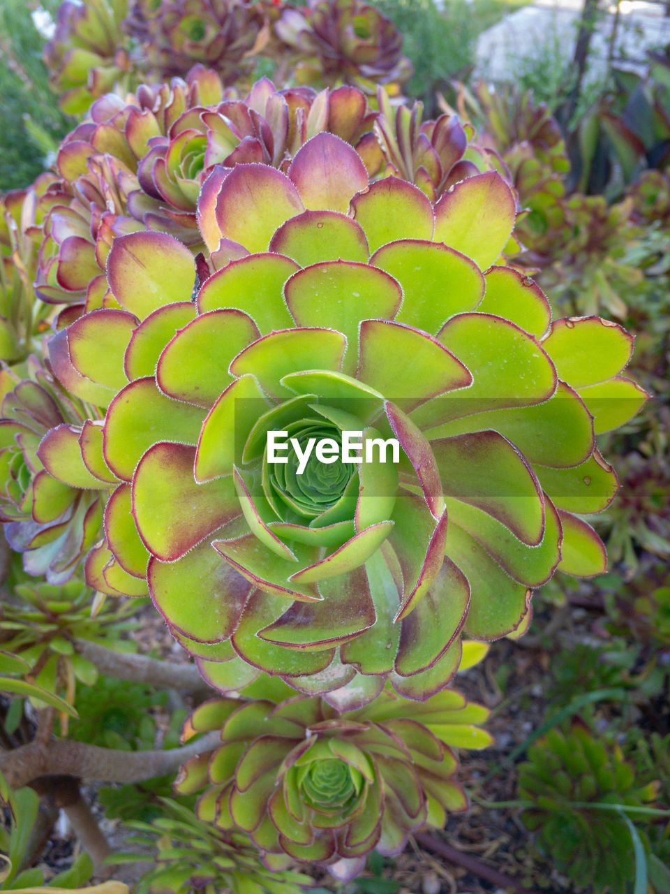 HIGH ANGLE VIEW OF SUCCULENT PLANT ON CACTUS