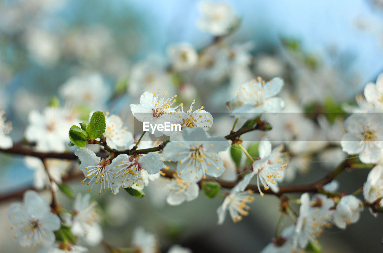 CLOSE-UP OF CHERRY BLOSSOM