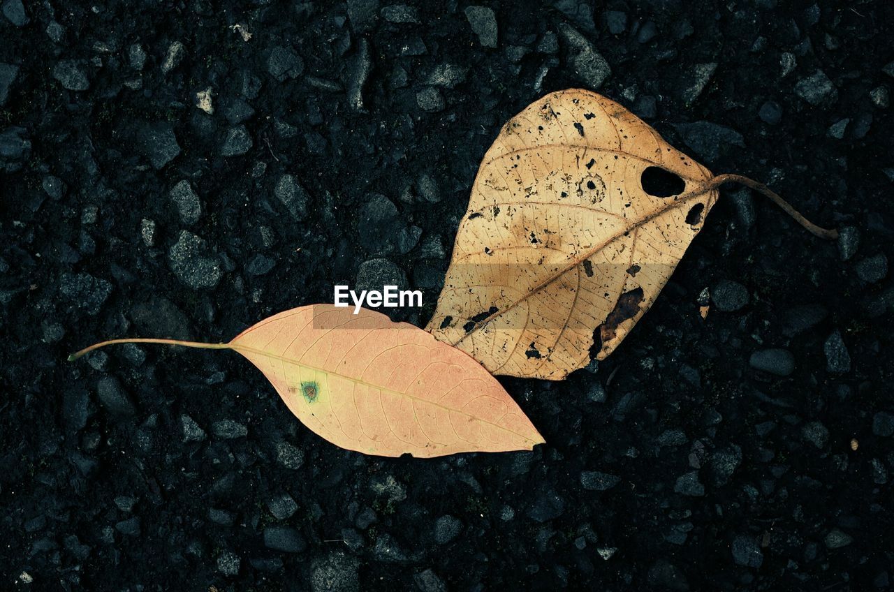 Close-up of dry leaves