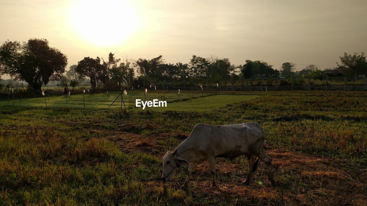 Cow grazing on grassy field during sunset