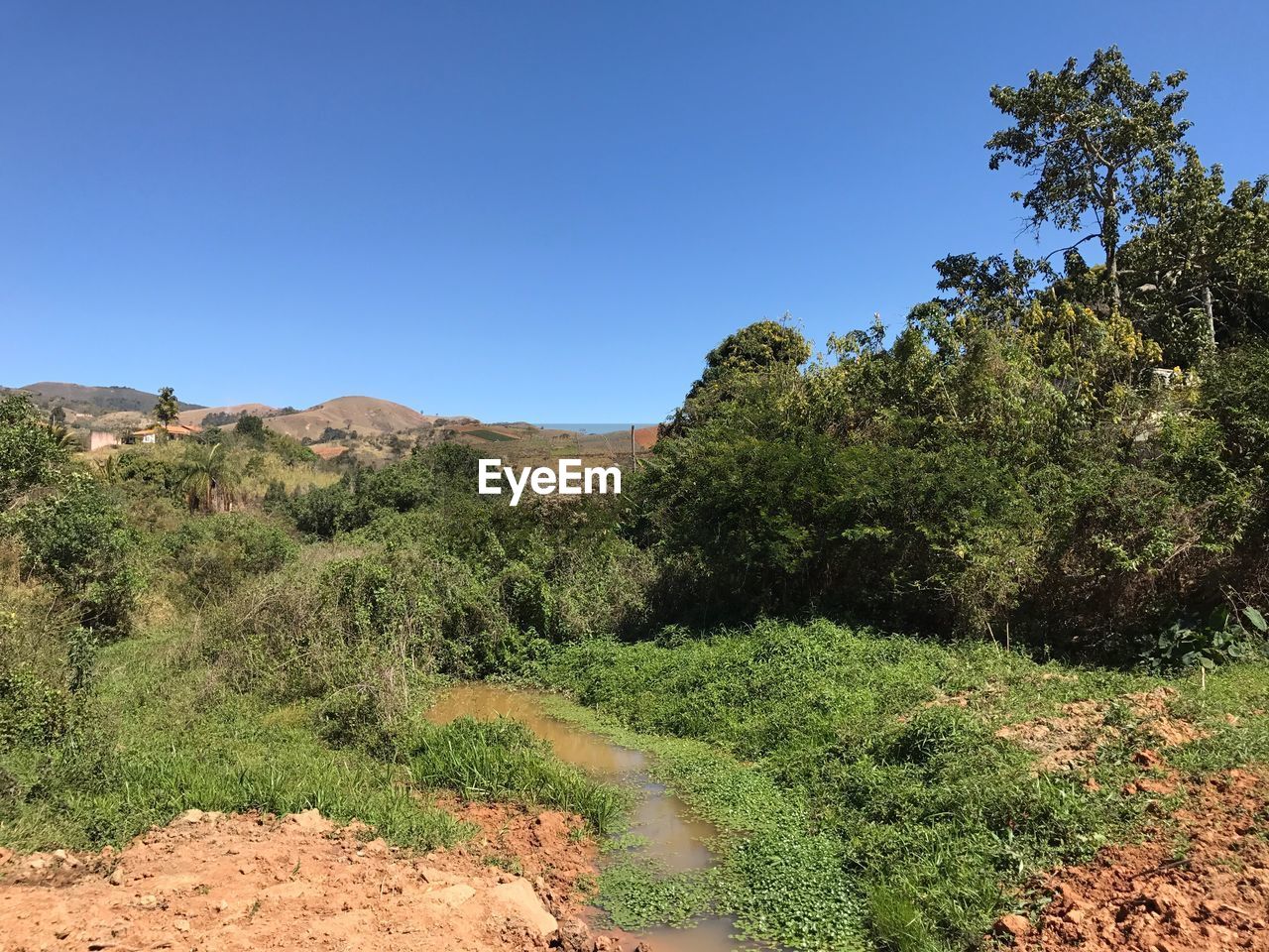 SCENIC VIEW OF FOREST AGAINST CLEAR SKY