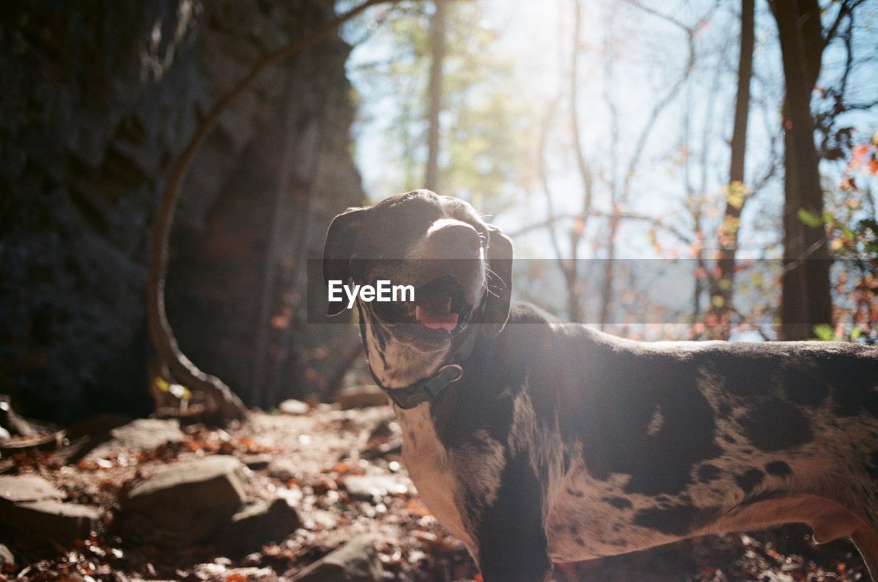 Close-up of dog at forest