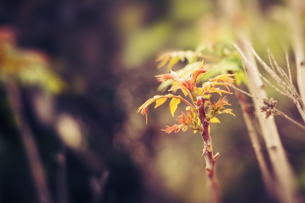 Close-up of plant against blurred background