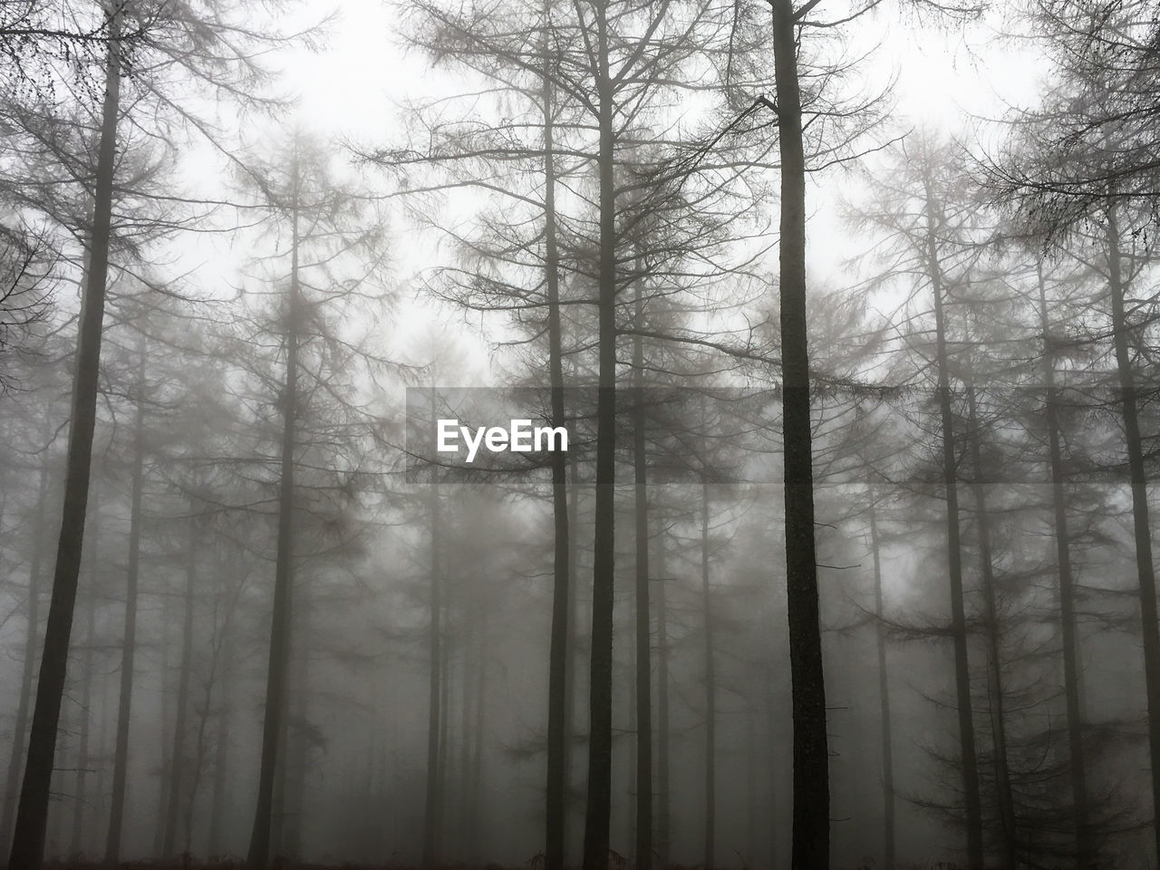 Trees in forest against sky