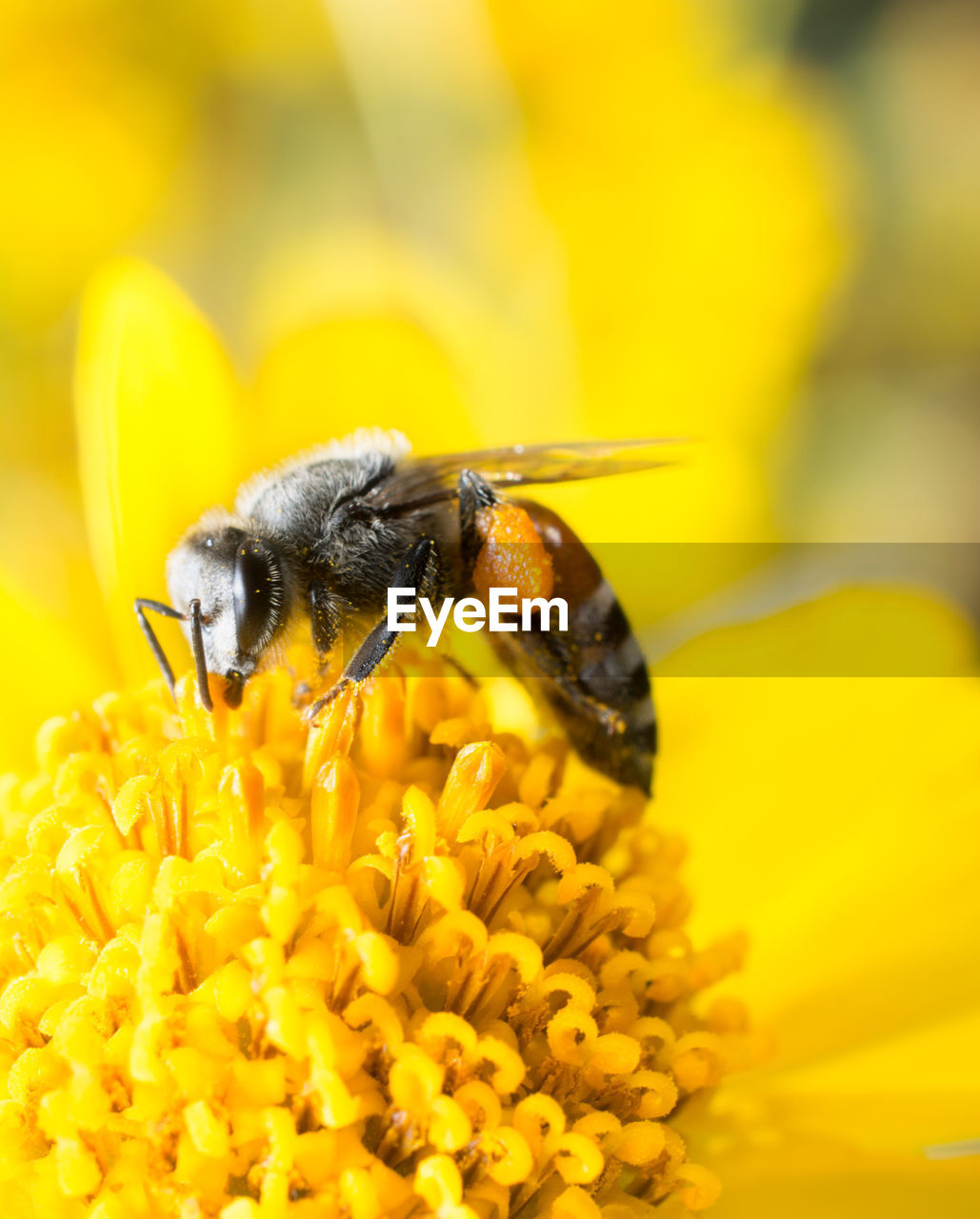 CLOSE-UP OF HONEY BEE ON YELLOW FLOWER