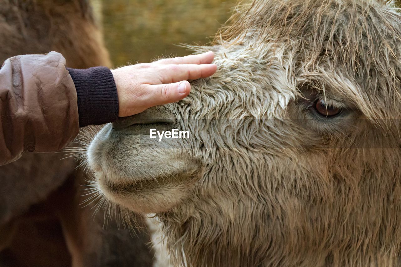 Close-up of hand feeding camel