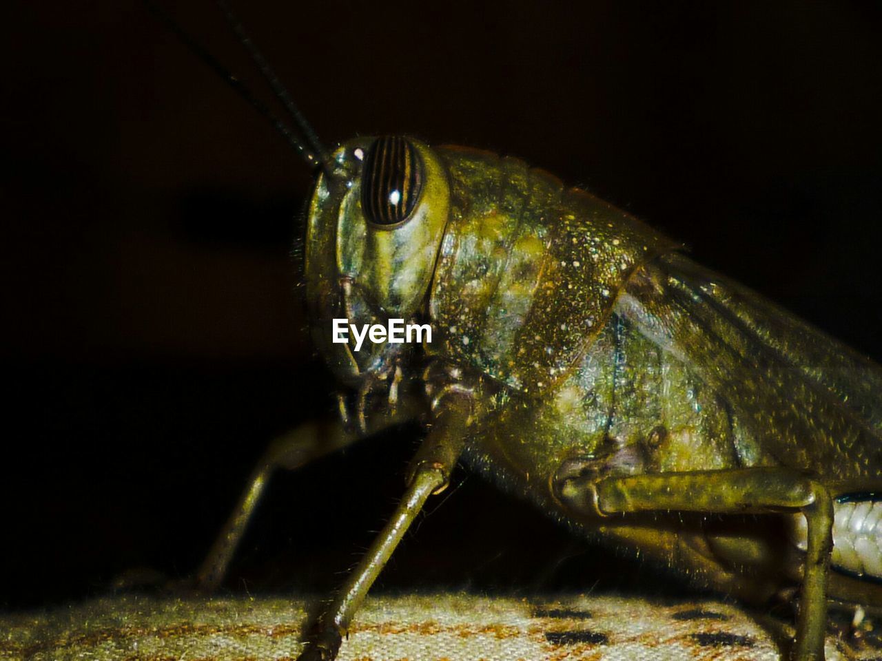 Close-up of grasshopper at night