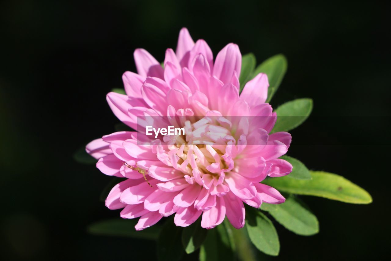 Close-up of pink flower on sunny day