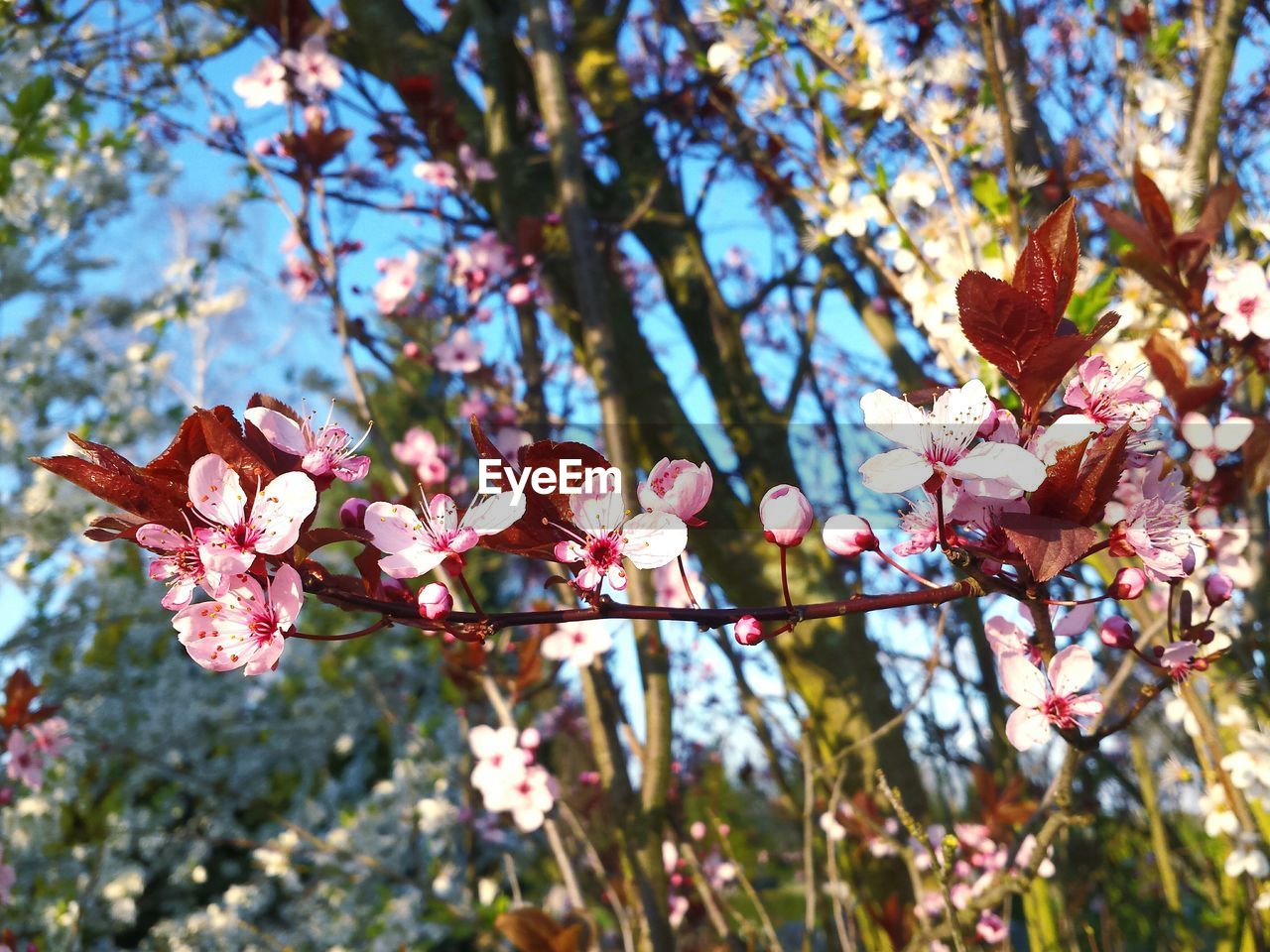 LOW ANGLE VIEW OF PINK FLOWERS AGAINST SKY