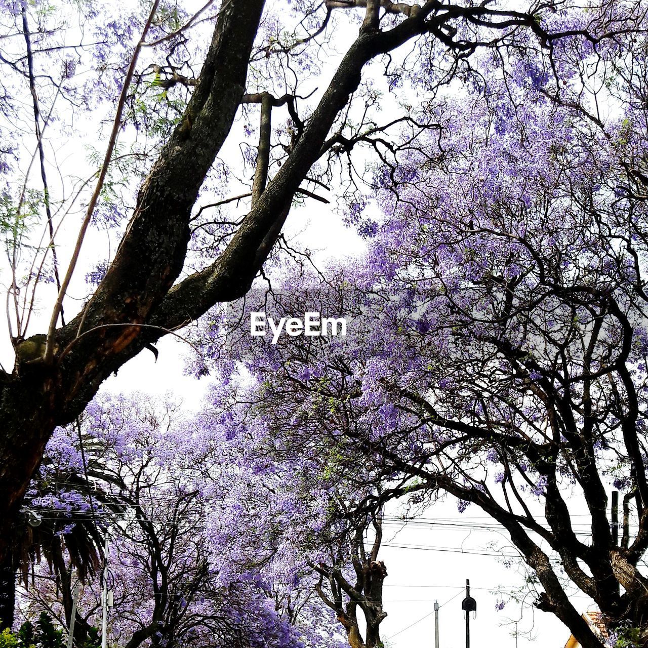 LOW ANGLE VIEW OF FLOWERS ON TREE