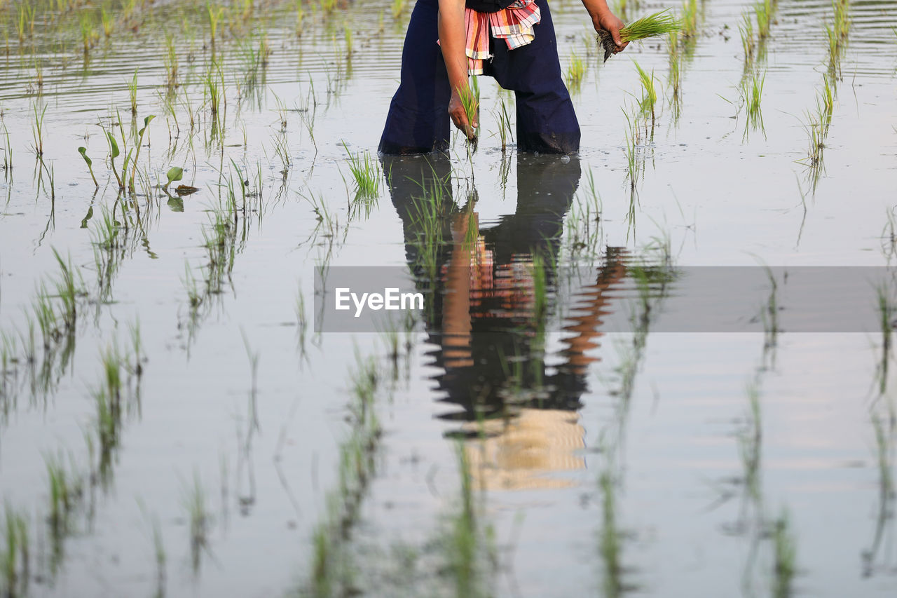 LOW SECTION OF WOMAN STANDING IN WATER