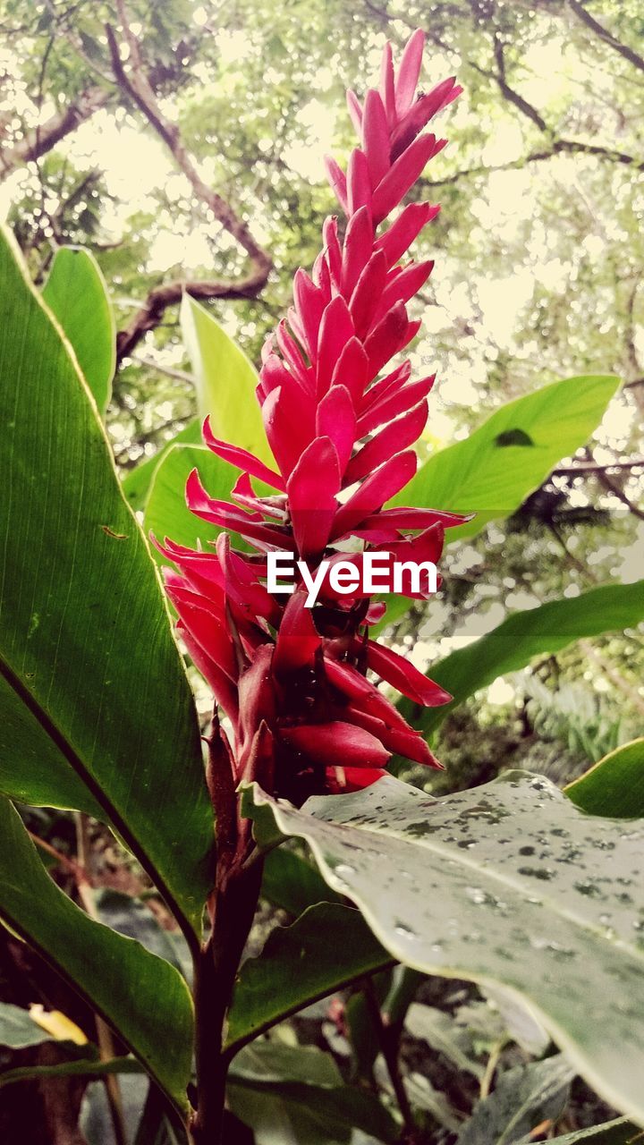 CLOSE-UP OF HIBISCUS BLOOMING OUTDOORS