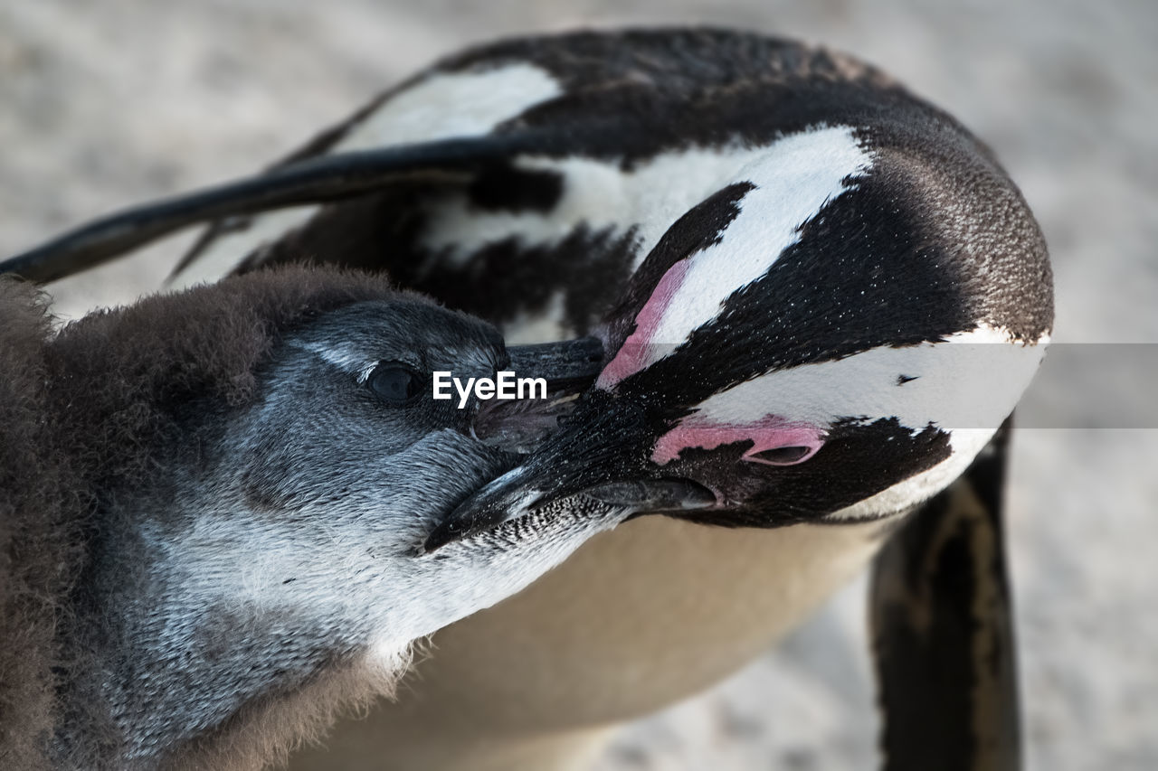 South african penguin feeding its new born on boulders beach