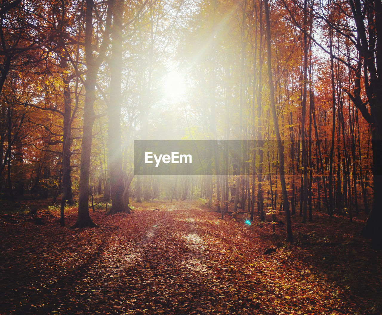 Sunlight streaming through trees in forest