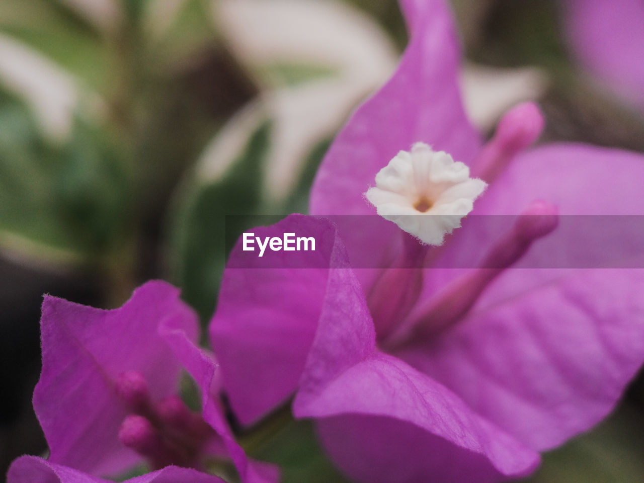 CLOSE-UP OF PINK FLOWER