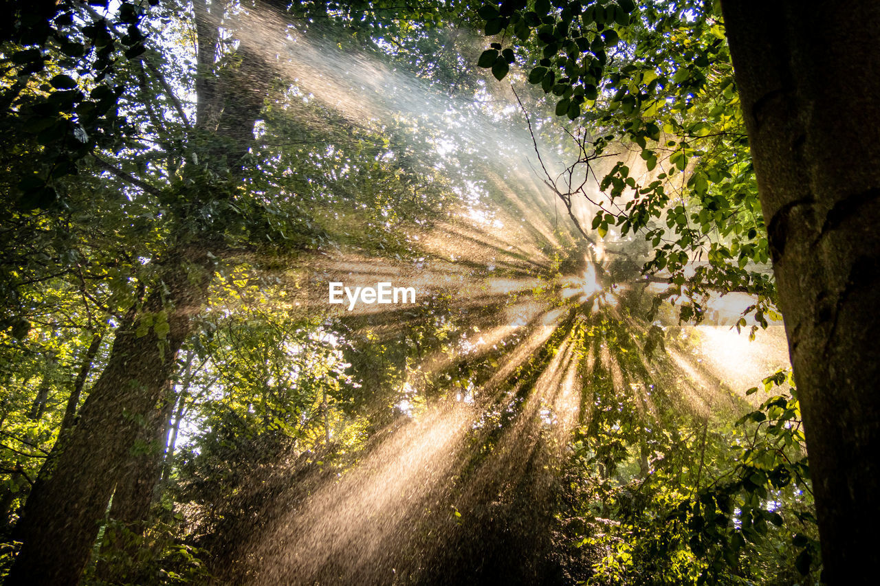 low angle view of trees