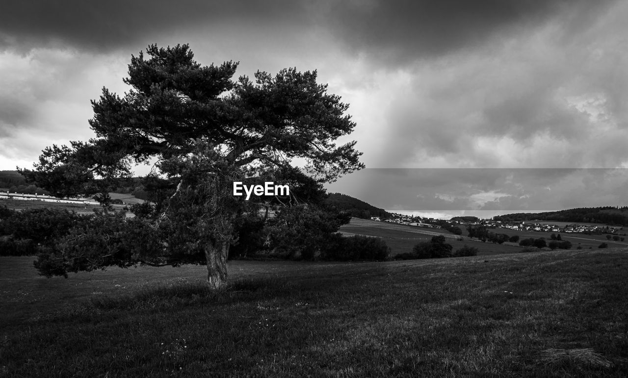 TREES GROWING ON FIELD