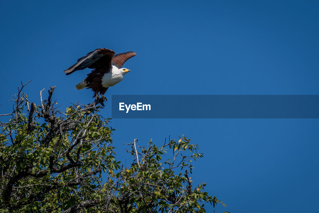 low angle view of bird perching on tree against clear sky