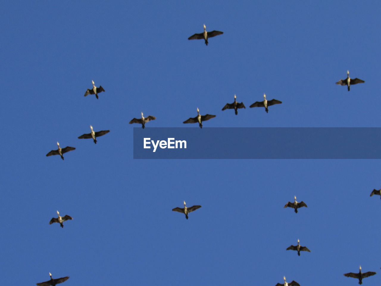 Low angle view of birds flying against clear blue sky