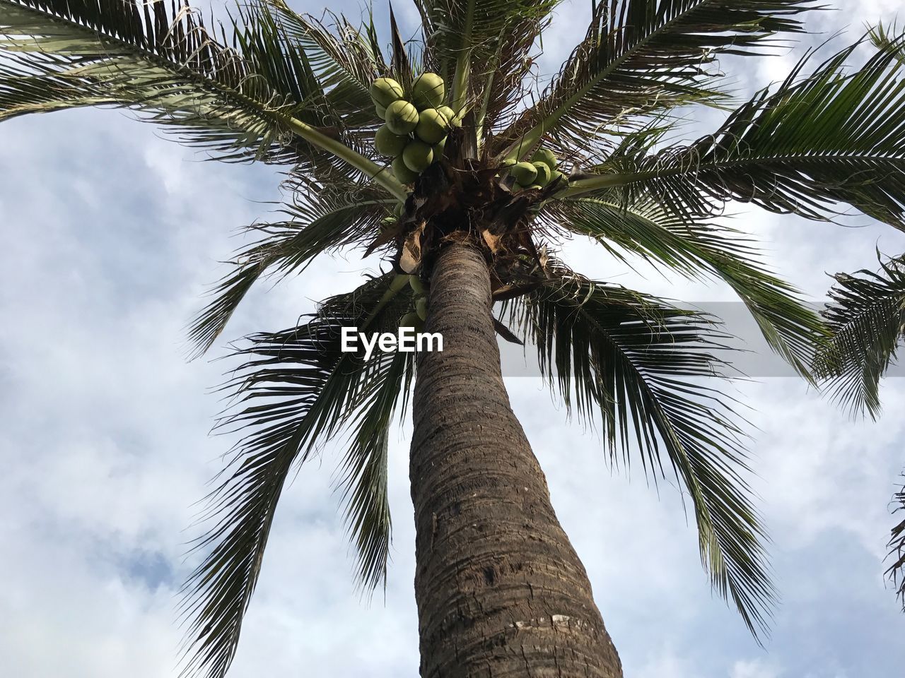 LOW ANGLE VIEW OF TREES AGAINST SKY