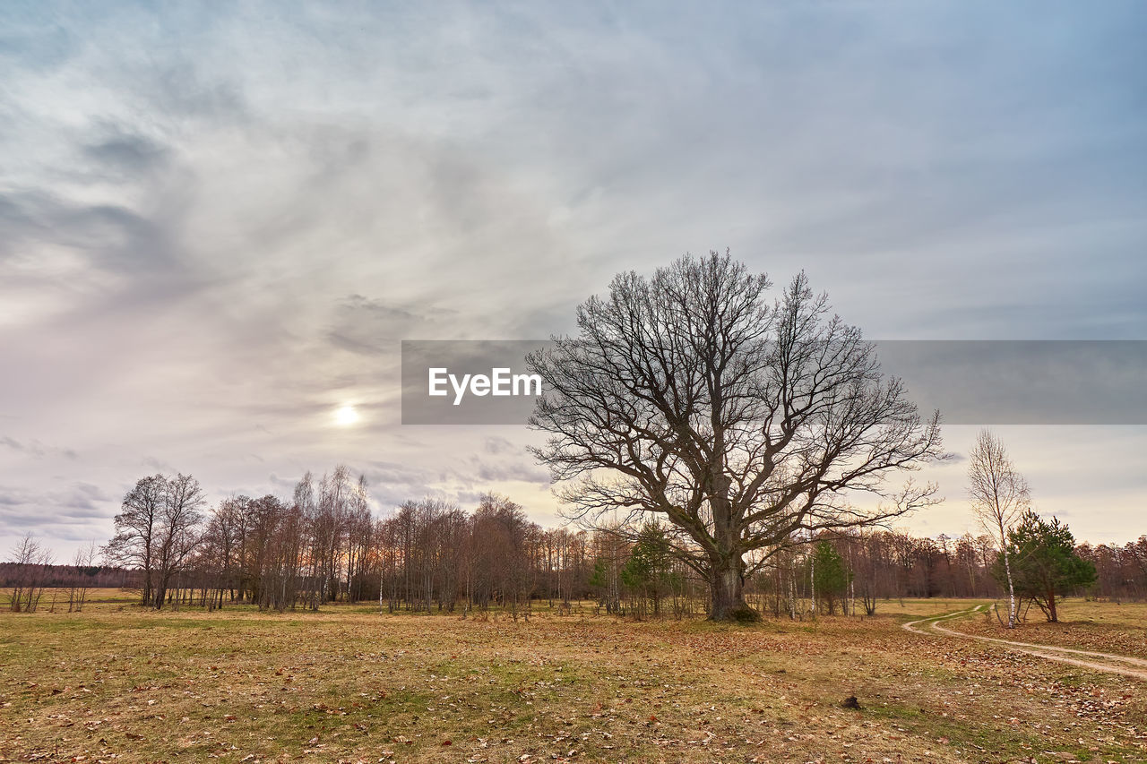 tree, sky, plant, cloud, landscape, nature, field, environment, rural area, land, scenics - nature, grass, morning, bare tree, beauty in nature, hill, rural scene, tranquility, prairie, no people, plain, autumn, tranquil scene, meadow, non-urban scene, agriculture, horizon, outdoors, remote