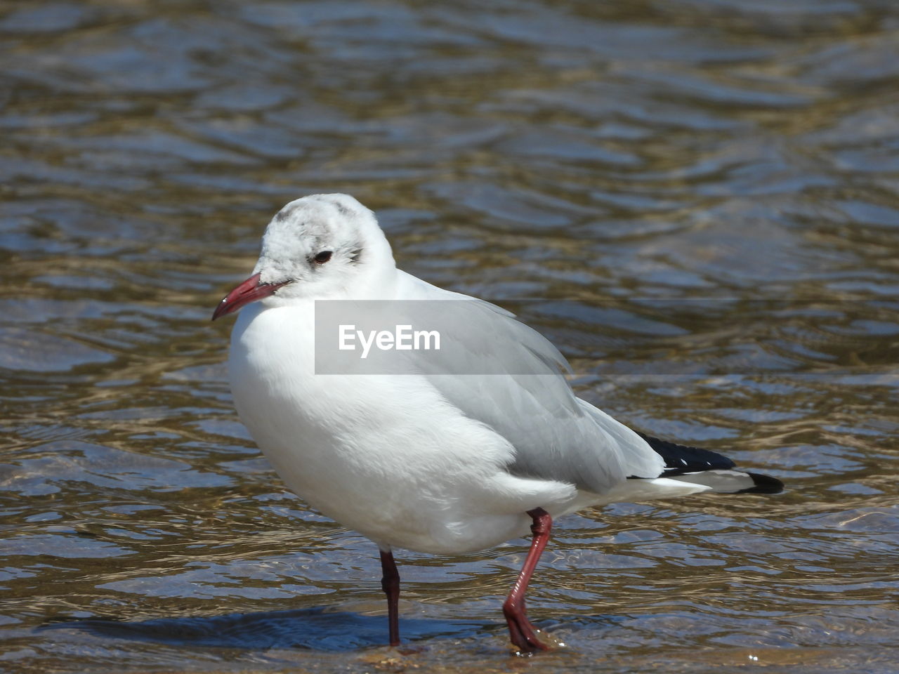 Close-up of seagull on a lake