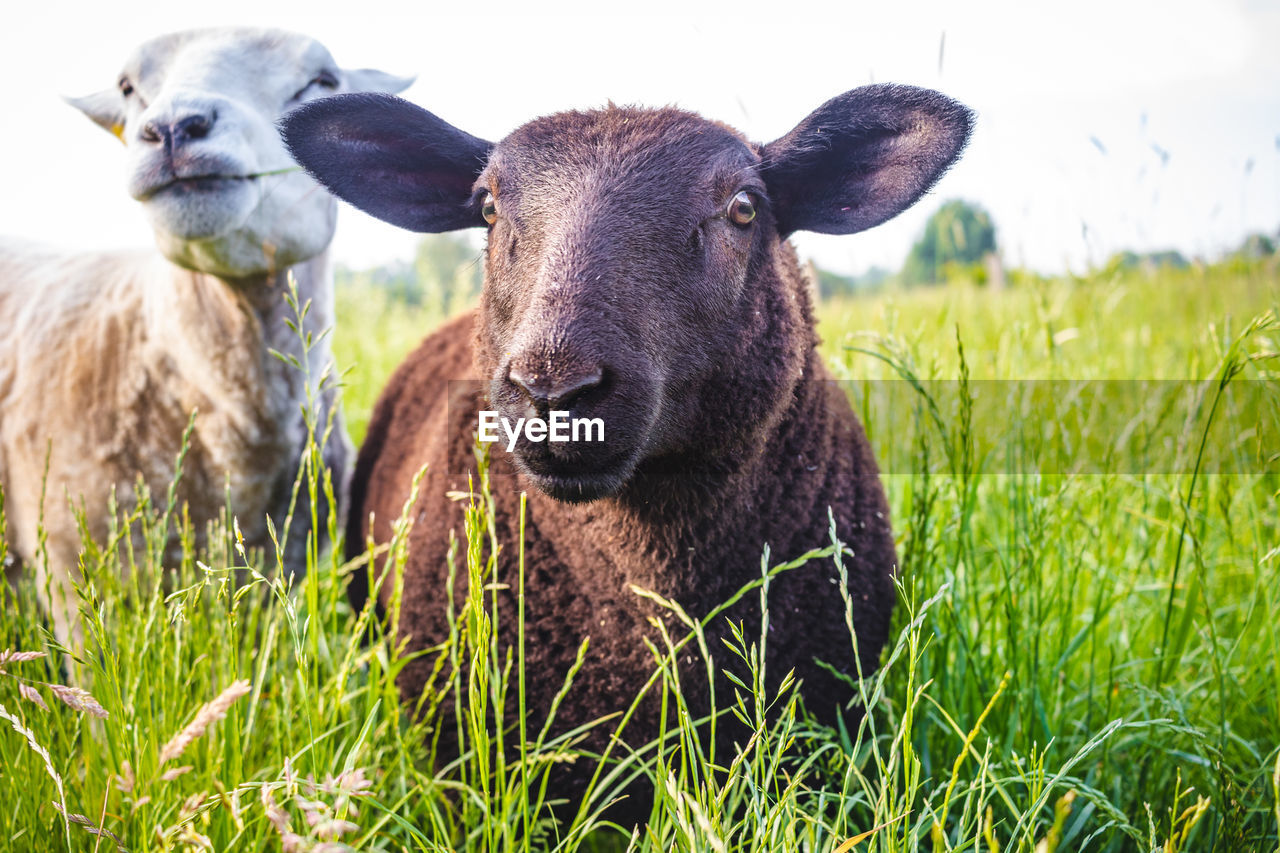 PORTRAIT OF SHEEP ON GRASS