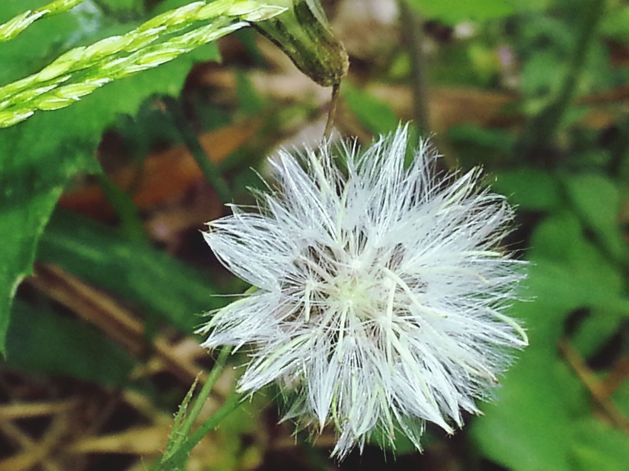 CLOSE-UP OF WHITE FLOWERS