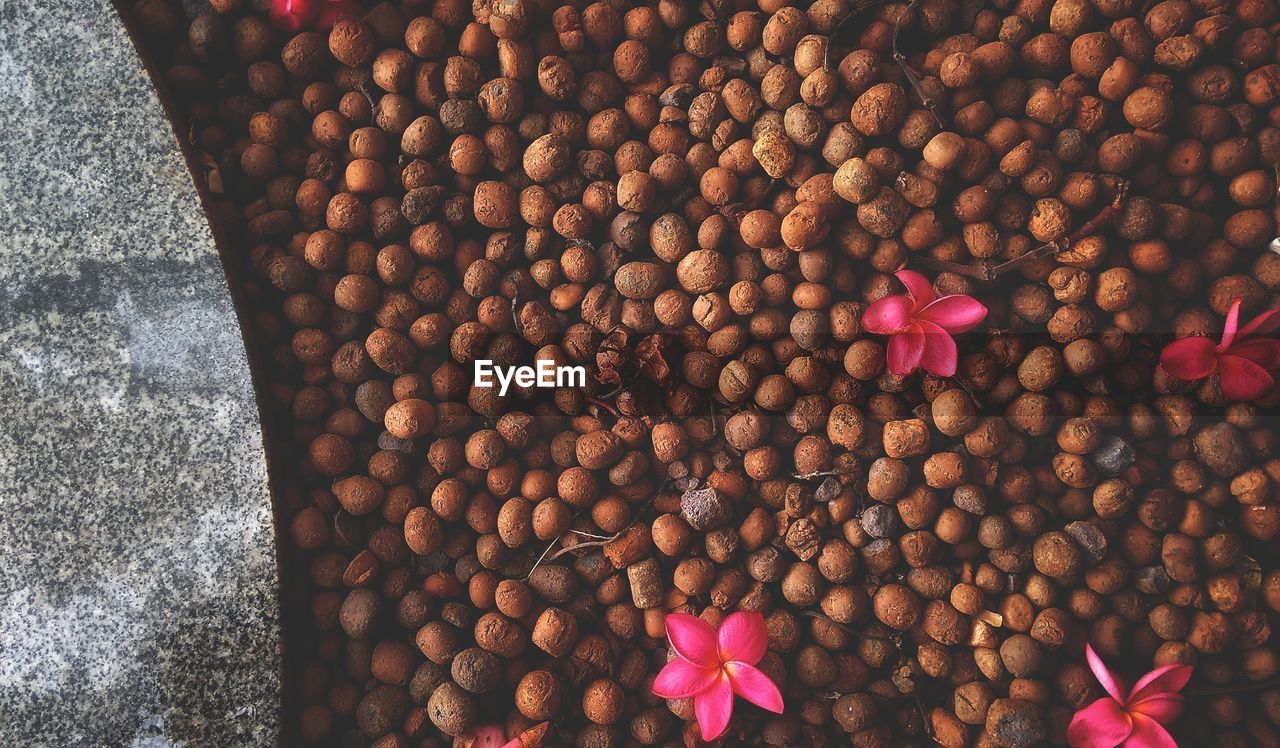 High angle view of flowers on beans