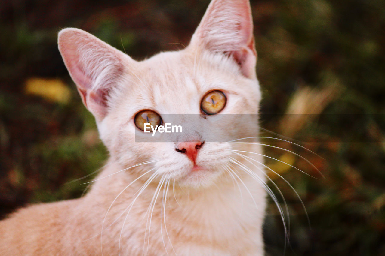 Close-up portrait of cat by outdoors