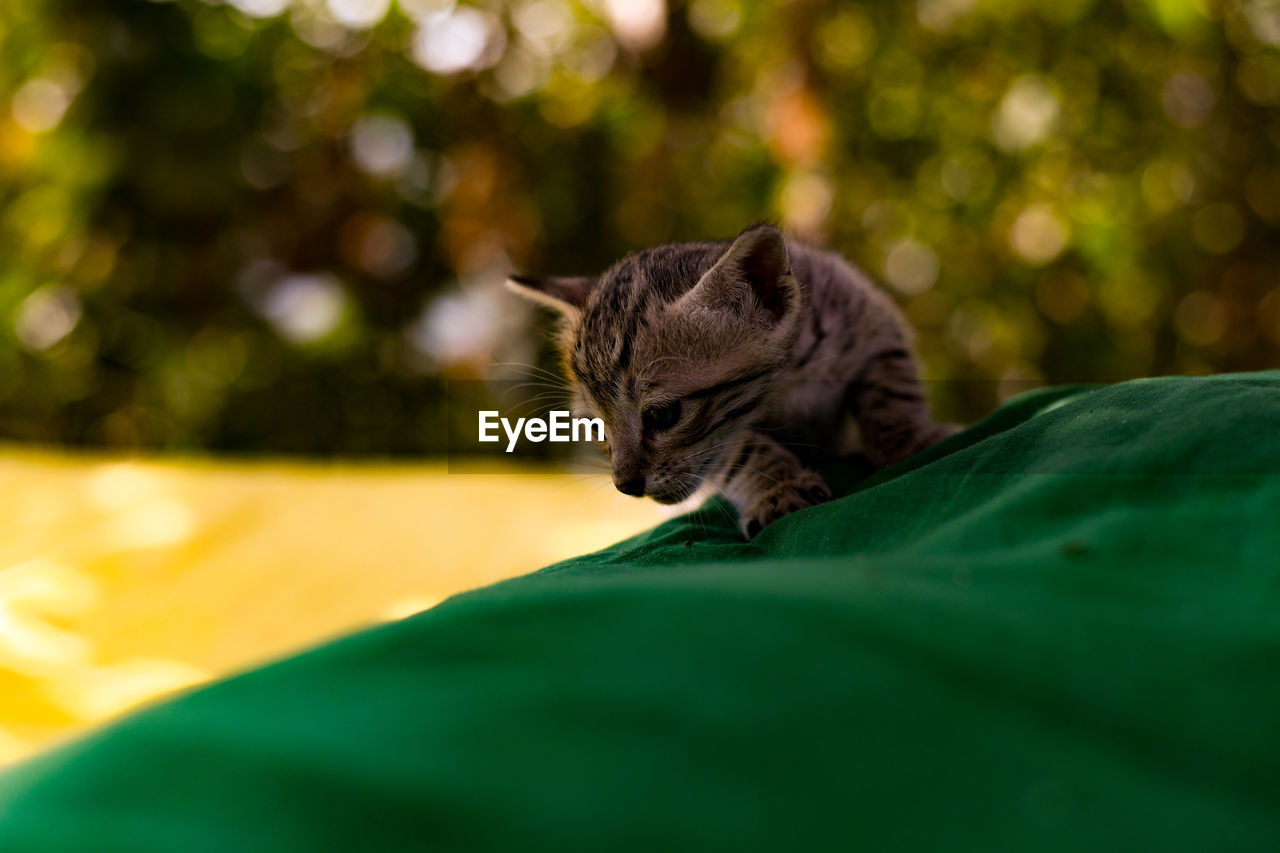 CLOSE-UP OF A YOUNG CAT