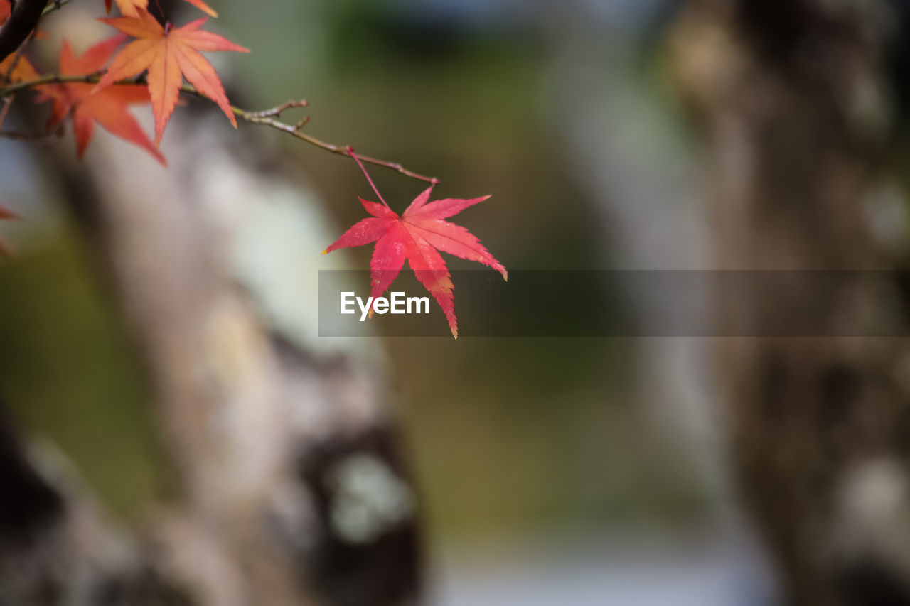 Close-up of red maple leaf on tree during autumn